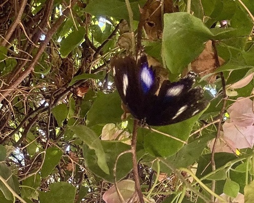 Great Eggfly