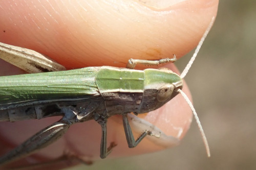 Lesser Marsh Grasshopper