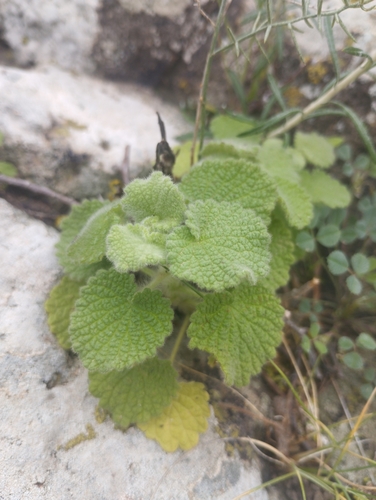 Image of Pseudodictamnus hirsutus by no rights reserved