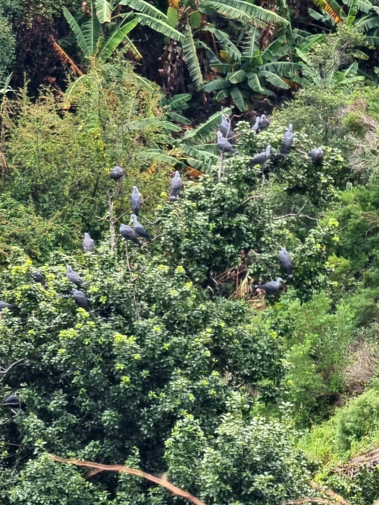 Trocaz Pigeon (Columba trocaz), photo 6