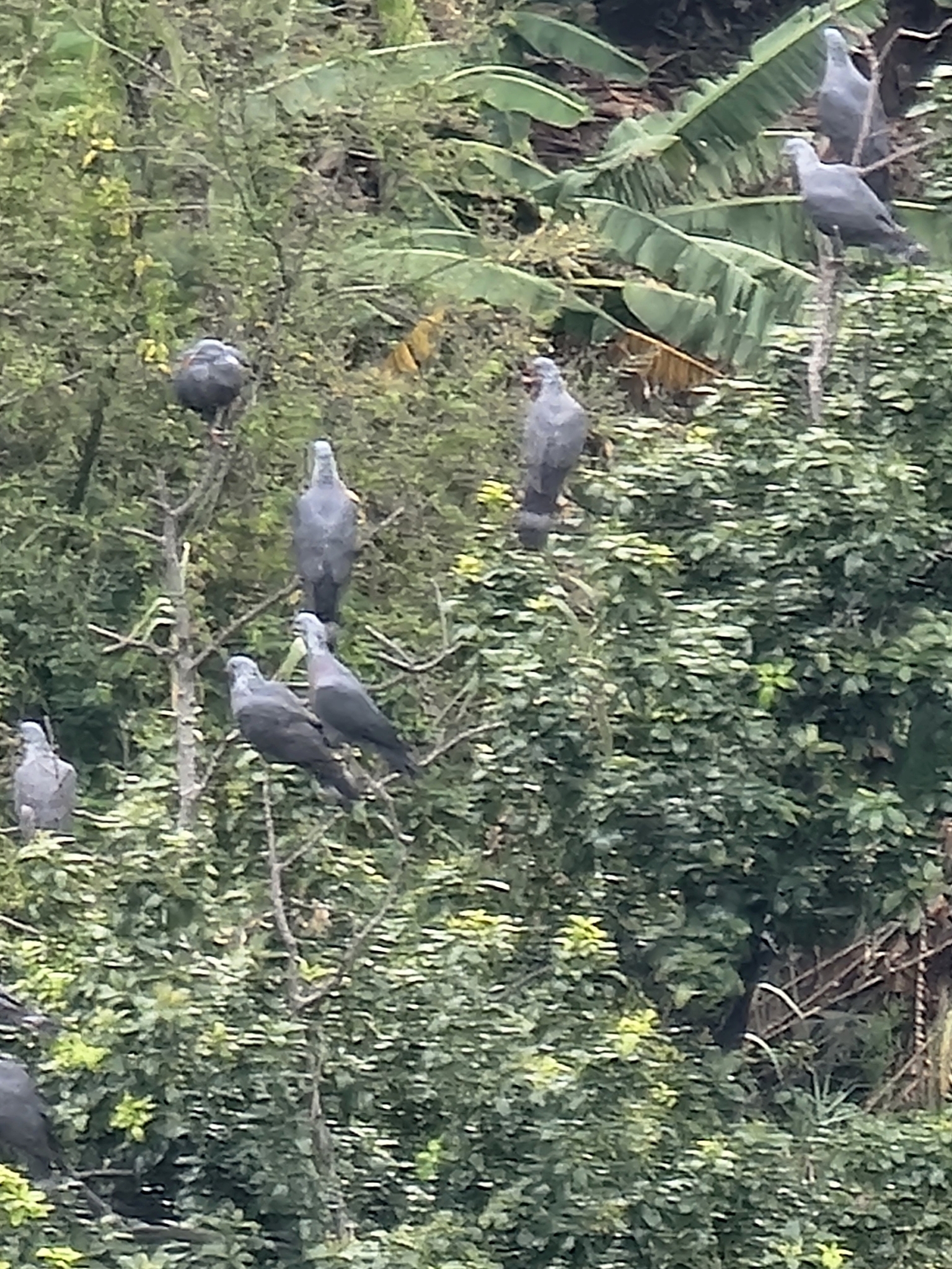 Trocaz Pigeon (Columba trocaz), photo 7