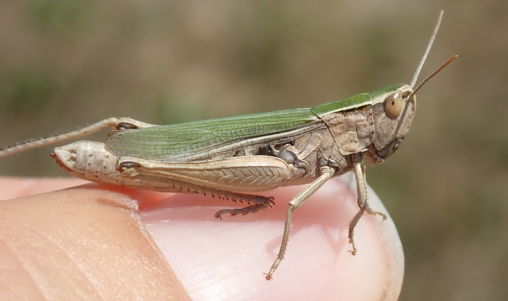 Lesser Marsh Grasshopper
