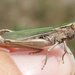 Lesser Marsh Grasshopper - Photo (c) Benoit NABHOLZ, some rights reserved (CC BY-NC), uploaded by Benoit NABHOLZ