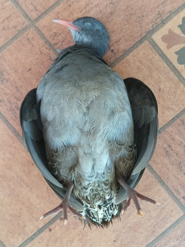 Tataupa Tinamou (Crypturellus tataupa), photo 6