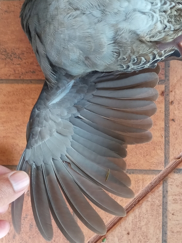 Tataupa Tinamou (Crypturellus tataupa), photo 7