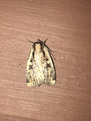 Eueretagrotis sigmoides