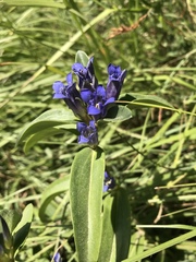 Gentiana cruciata cruciata