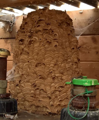 European hornet