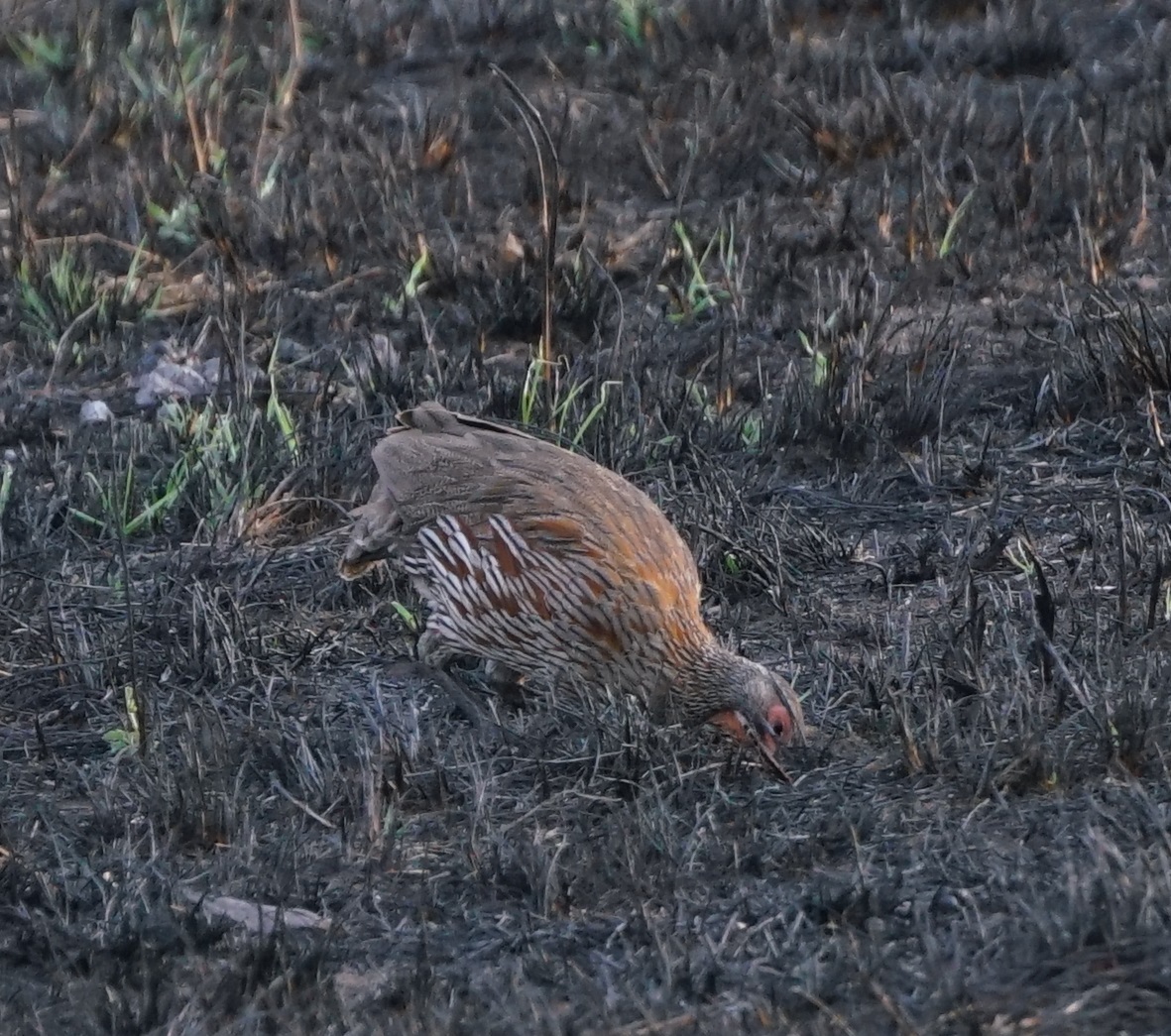 Grey-breasted Spurfowl (Pternistis rufopictus), photo 6
