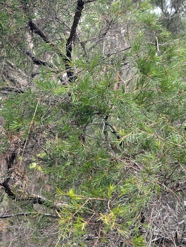 Image of Melaleuca nodosa by (c) Lewis, some rights reserved (CC BY-SA)