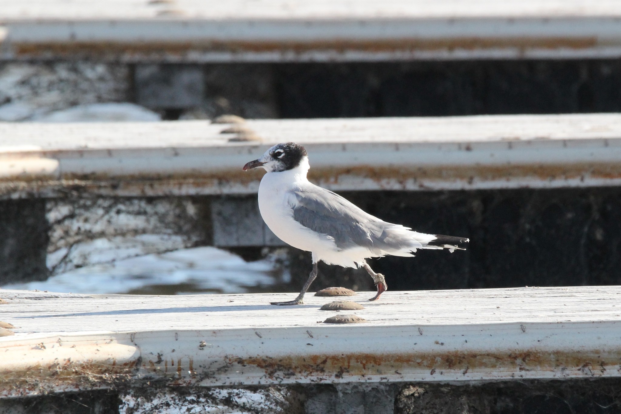 Franklin's Gull