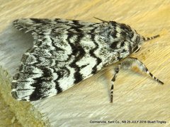 Panthea acronyctoides