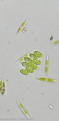 Scenedesmus