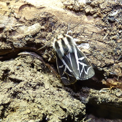 Apantesis williamsii