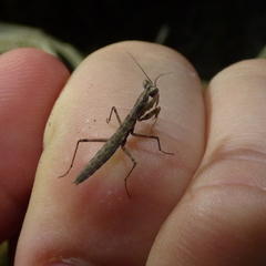 Litaneutria skinneri