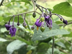 Solanum dulcamara