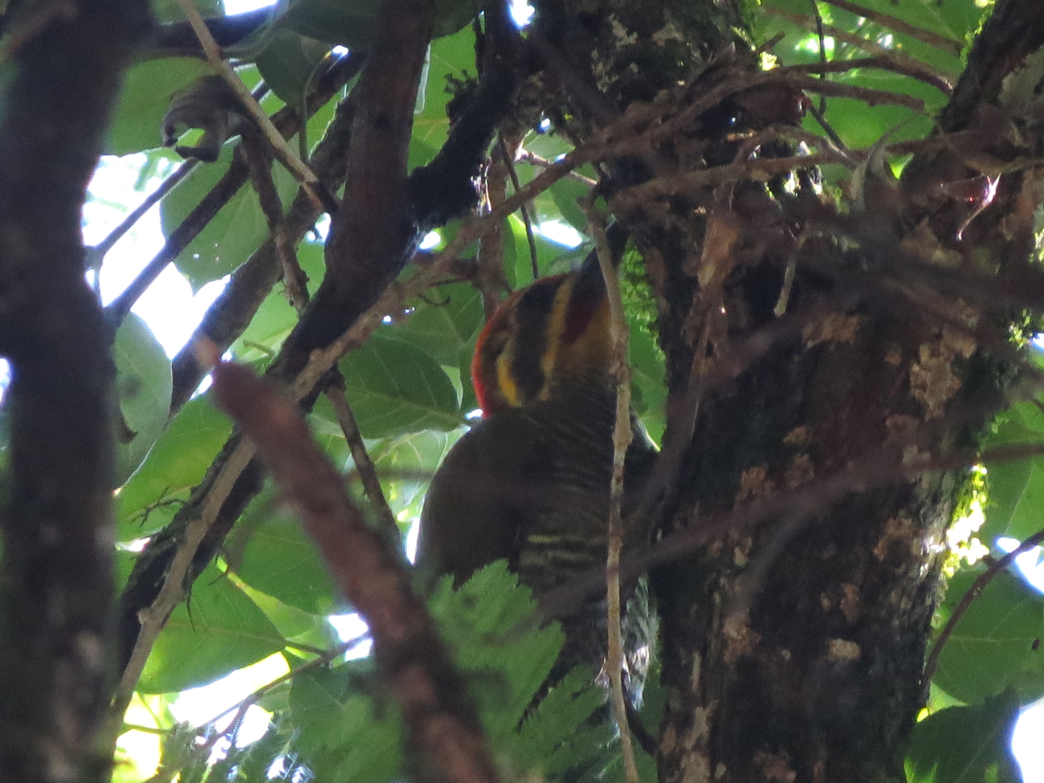 White-browed Woodpecker (Piculus aurulentus)
