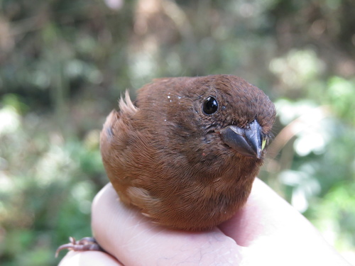 Blackish-blue Seedeater (Amaurospiza moesta), photo 10
