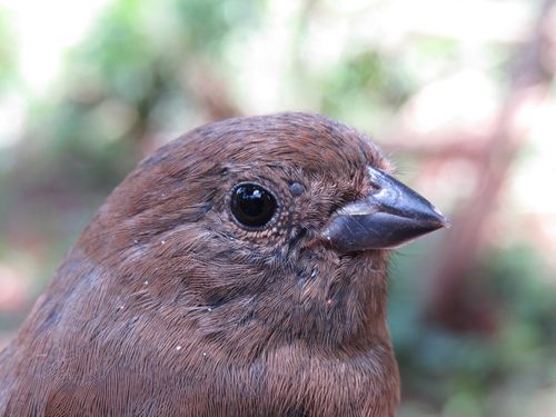Blackish-blue Seedeater (Amaurospiza moesta), photo 3