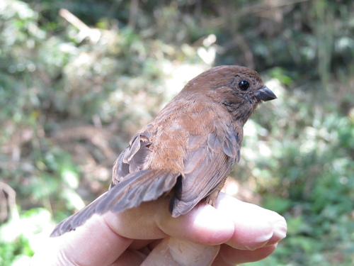 Blackish-blue Seedeater (Amaurospiza moesta), photo 8