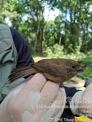 Blackish-blue Seedeater (Amaurospiza moesta), photo 9