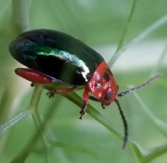 Kuschelina gibbitarsa