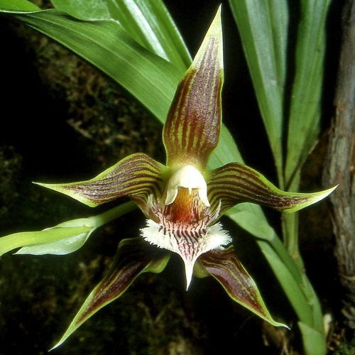 Large-Flowered Galeottia