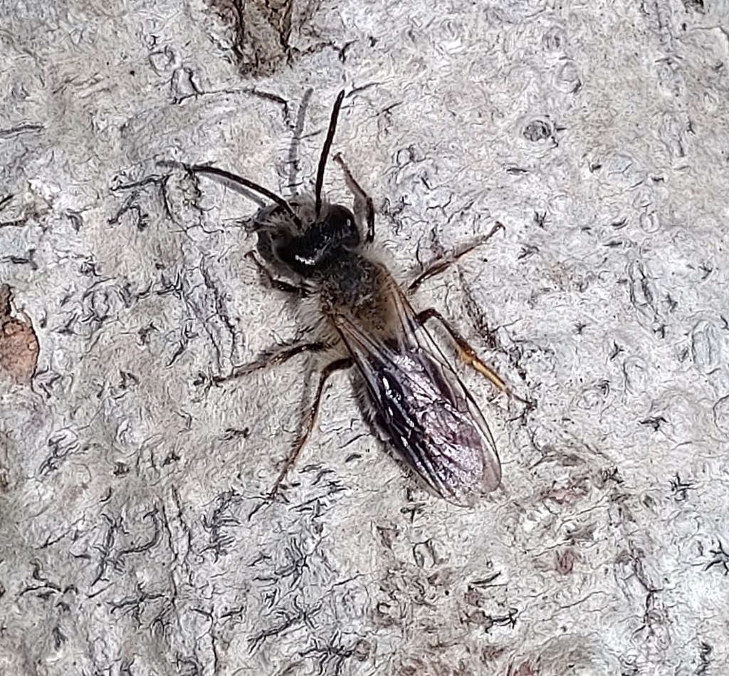 Andrena hebes