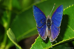 Catapaecilma major