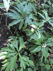 Helleborus purpurascens