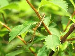 Tetragnatha straminea