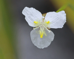 Xyris caroliniana