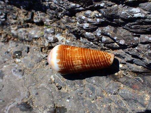 Conus terebra observed 2025-03-02
