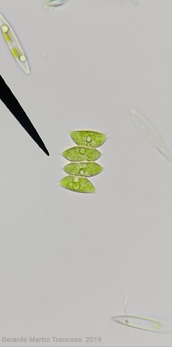 Representative image of Tetradesmus