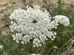 Daucus carota