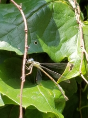 Lestes rectangularis