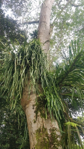 Image of Grammatophyllum speciosum by (c) Ben Jobson, some rights reserved (CC BY)