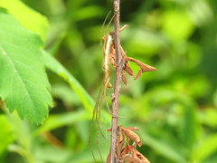 Tetragnatha straminea