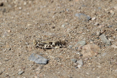 Dissosteira spurcata