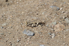 Dissosteira spurcata