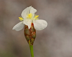 Xyris caroliniana