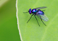 Condylostylus mundus