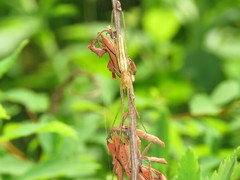 Tetragnatha straminea