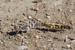 Dissosteira spurcata