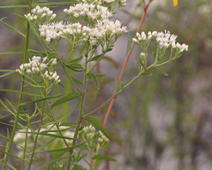 Eupatorium mohrii