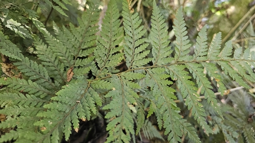 Image of Parapolystichum microsorum by no rights reserved