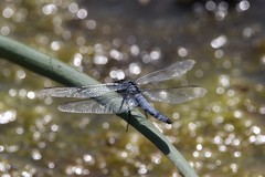 Erythemis collocata