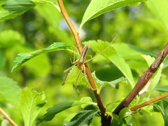 Tetragnatha straminea