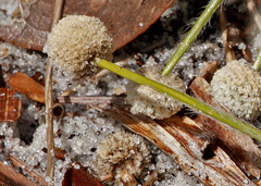 Lachnocaulon