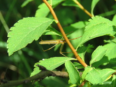 Tetragnatha straminea